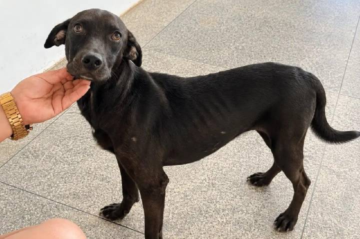 Vini Jr., o cão resgatado durante o jogo do Brasil na Copa do Mundo, anseia por uma nova família