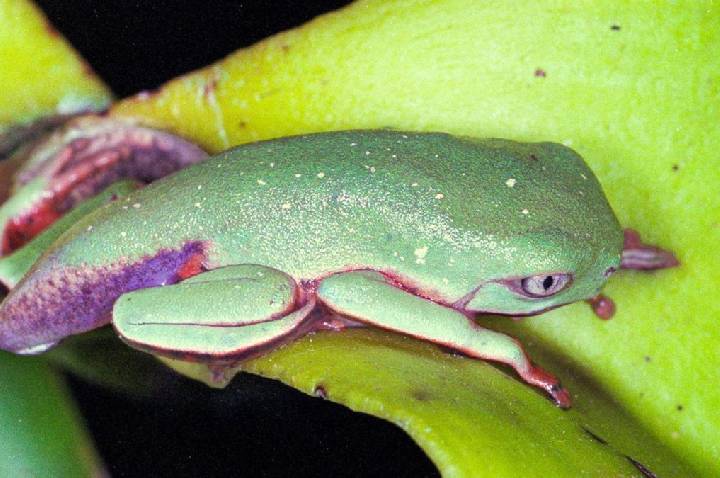 Vírus letal provoca redução de 83% de pererecas em reserva de SC