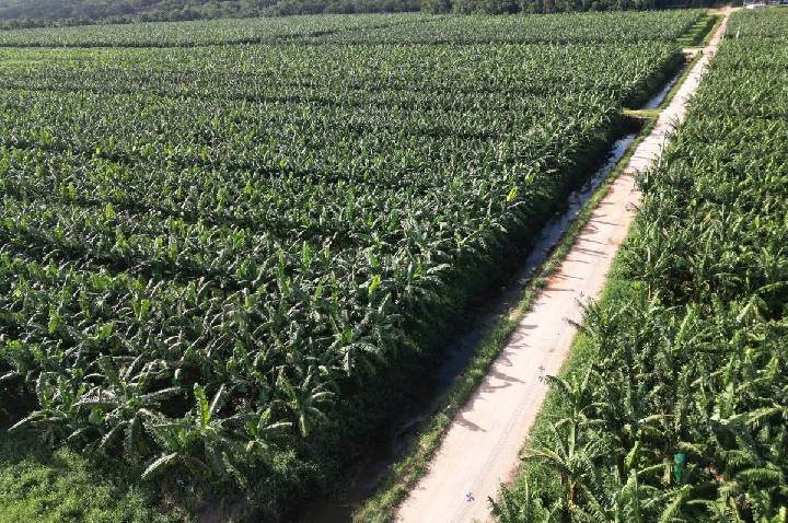 Yara e Bananas Corrêa lançam projeto para descarbonizar banana