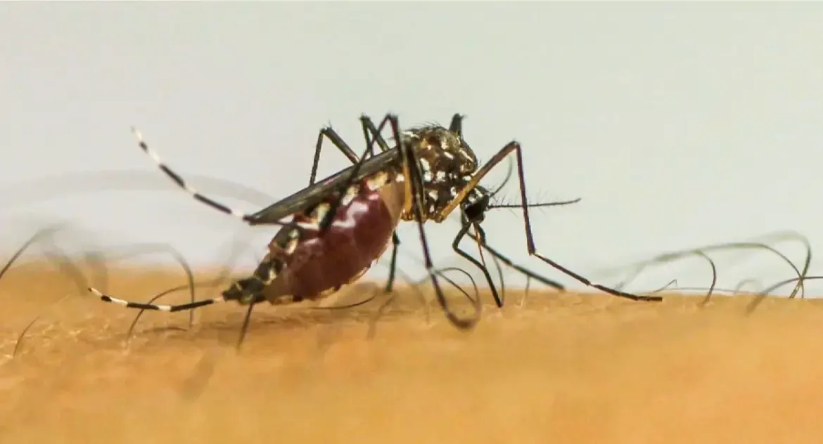 Brasil registra mais de 1 milhão de casos prováveis de dengue em 2025, com 668 mortes confirmadas