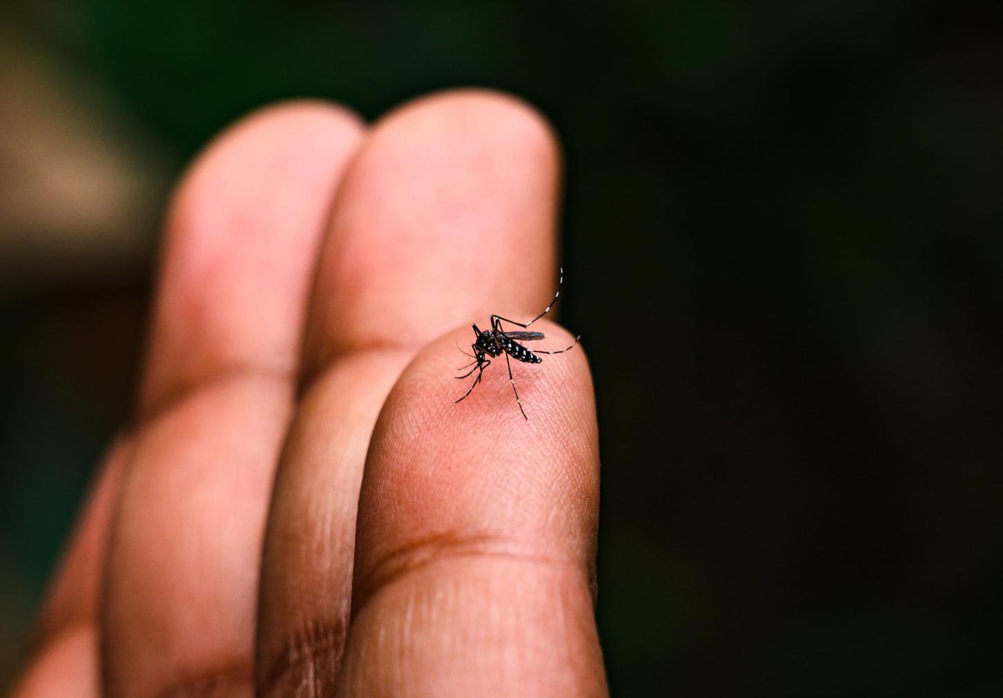 Casos de Dengue no Brasil podem ter ultrapassado 1 milhão em 2025