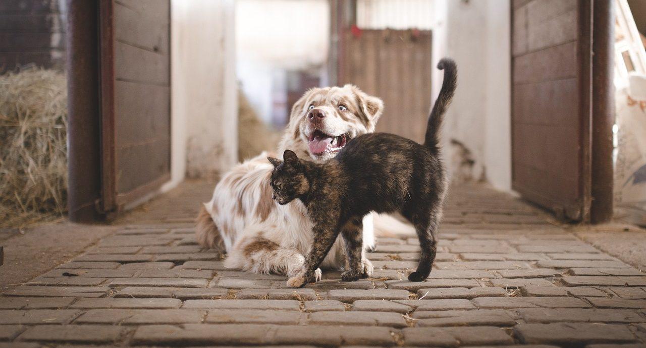 Governo federal lança cadastro nacional gratuito para cães e gatos vinculado ao gov.br