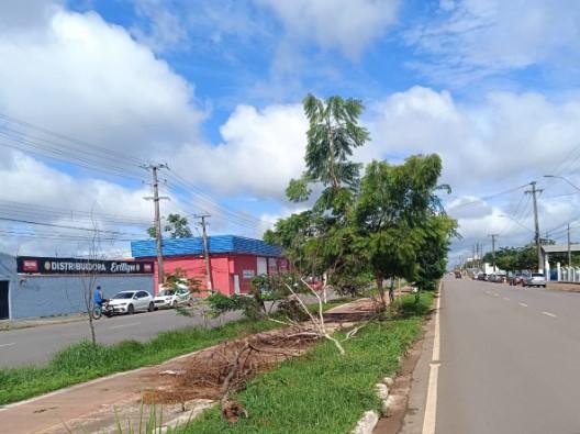 Moradores cobram remoção de árvore que bloqueia ciclovia há um mês na Av. Tiradentes