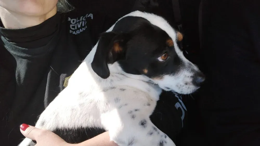 O caso do cão Tokinho representa um marco histórico na luta pelos direitos dos animais no Brasil