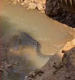 Morador registra sucuri de 3 metros em córrego de Porto Velho: 'Ela já apareceu duas vezes desde o ano passado