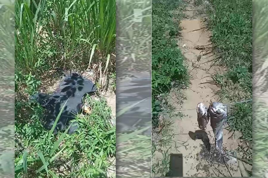 CRIME AMBIENTAL: Fazendeiros usam traíras envenenadas para matar onças na Flona do Bom Futuro