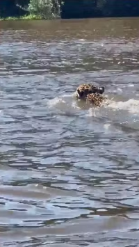 Turistas registram onça-pintada atravessando o rio Guaporé em Rondônia