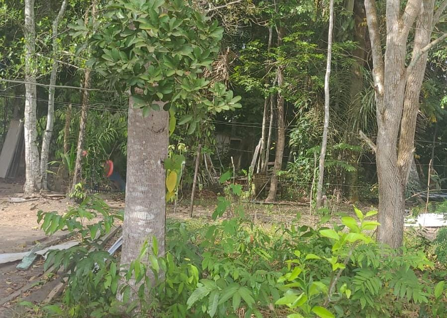 URGENTE: Adolescente de 17 anos é encontrada morta nos fundos de uma residência
