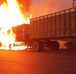 Caminhão boiadeiro pega fogo e mata vários animais na BR-319