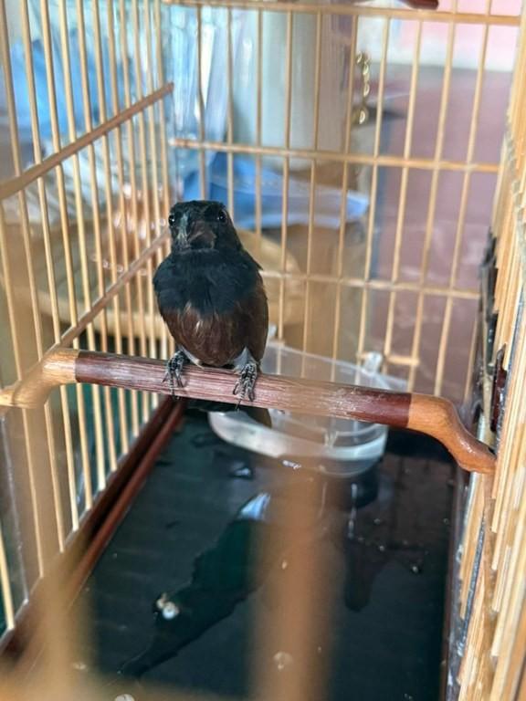 PF prende homem por comércio ilegal de aves silvestres no Acre.