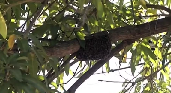 Homem morre após ataque de abelhas em propriedade rural de Candeias do Jamari