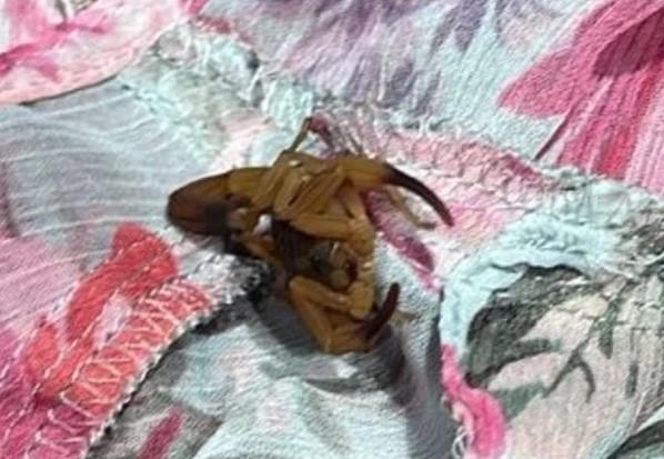 INESPERADO: Estudante é picada por escorpião dentro de provador de loja de luxo.