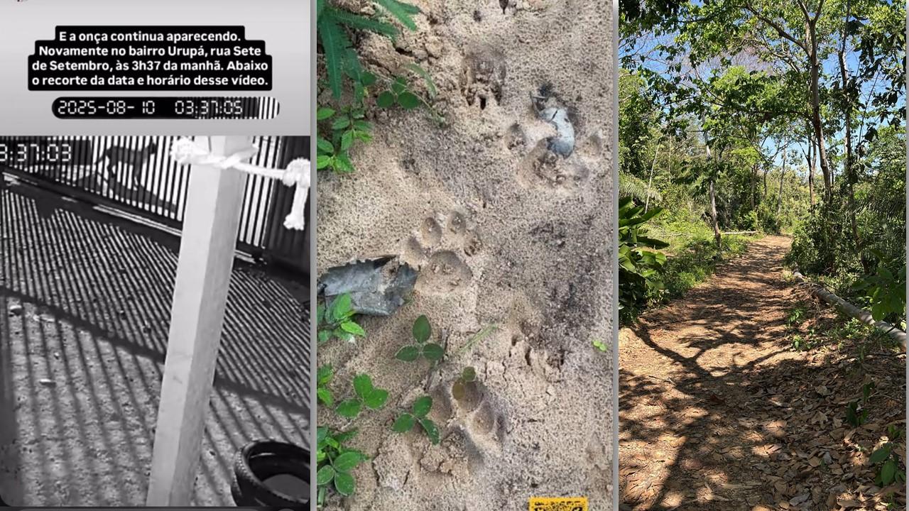 ONÇA À SOLTA: Equipe especializada busca felino que invadiu área urbana de Ji-Paraná e circula próximo a residências.