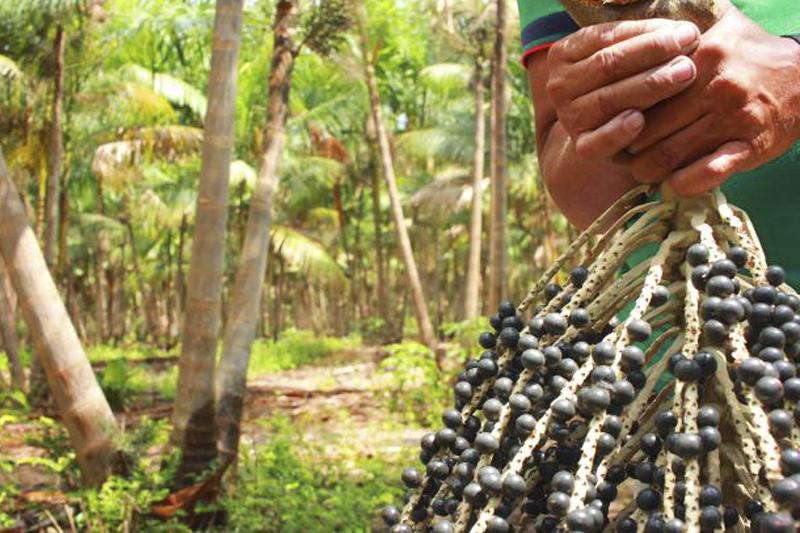 Países amazônicos se unem para criar fundo de preservação de florestas de R$ 684 bilhões