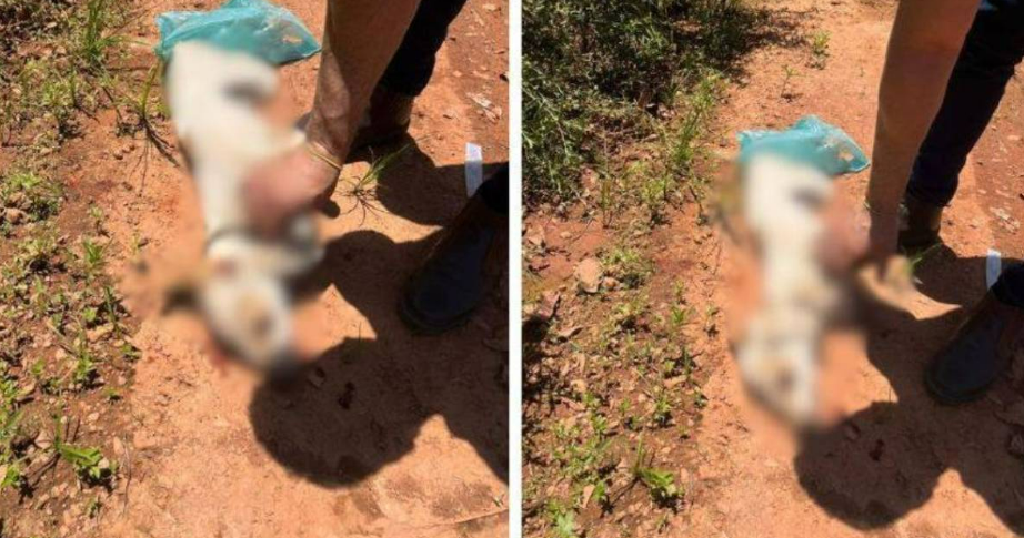 Homem é preso após matar cachorro a pauladas em Várzea Grande