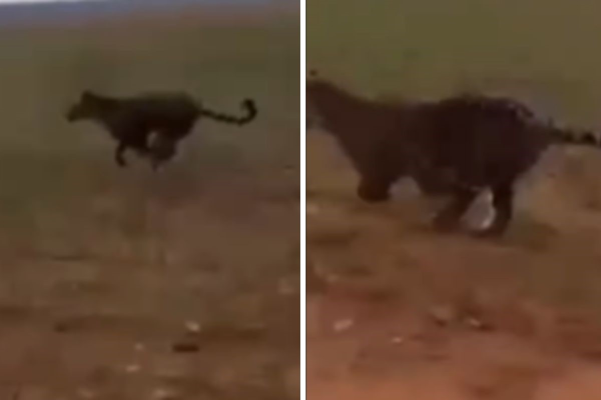 Onça-pintada persegue carro e por pouco não é atropelada