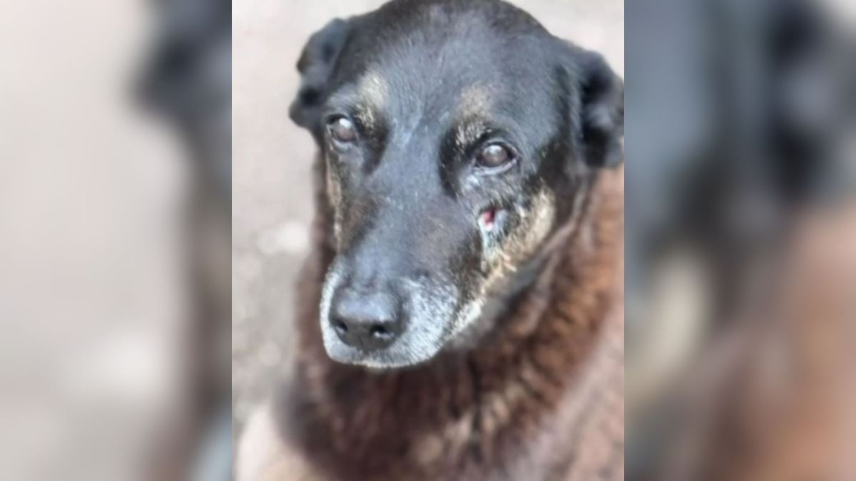 Cão Orelha: família é ameaçada após ser confundida com pais de suspeitos