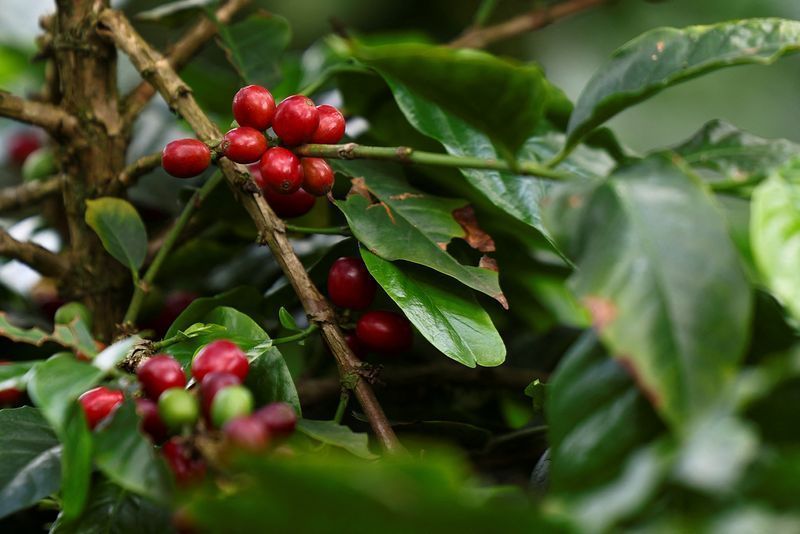 Café arábica, cacau e algodão caem na abertura da bolsa de Nova York