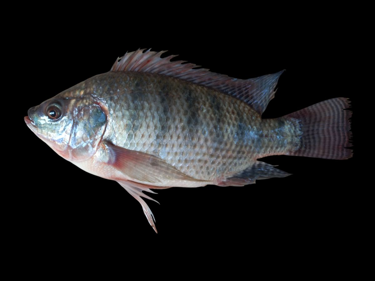 Consumo de peixe deve crescer 30% na Semana Santa 