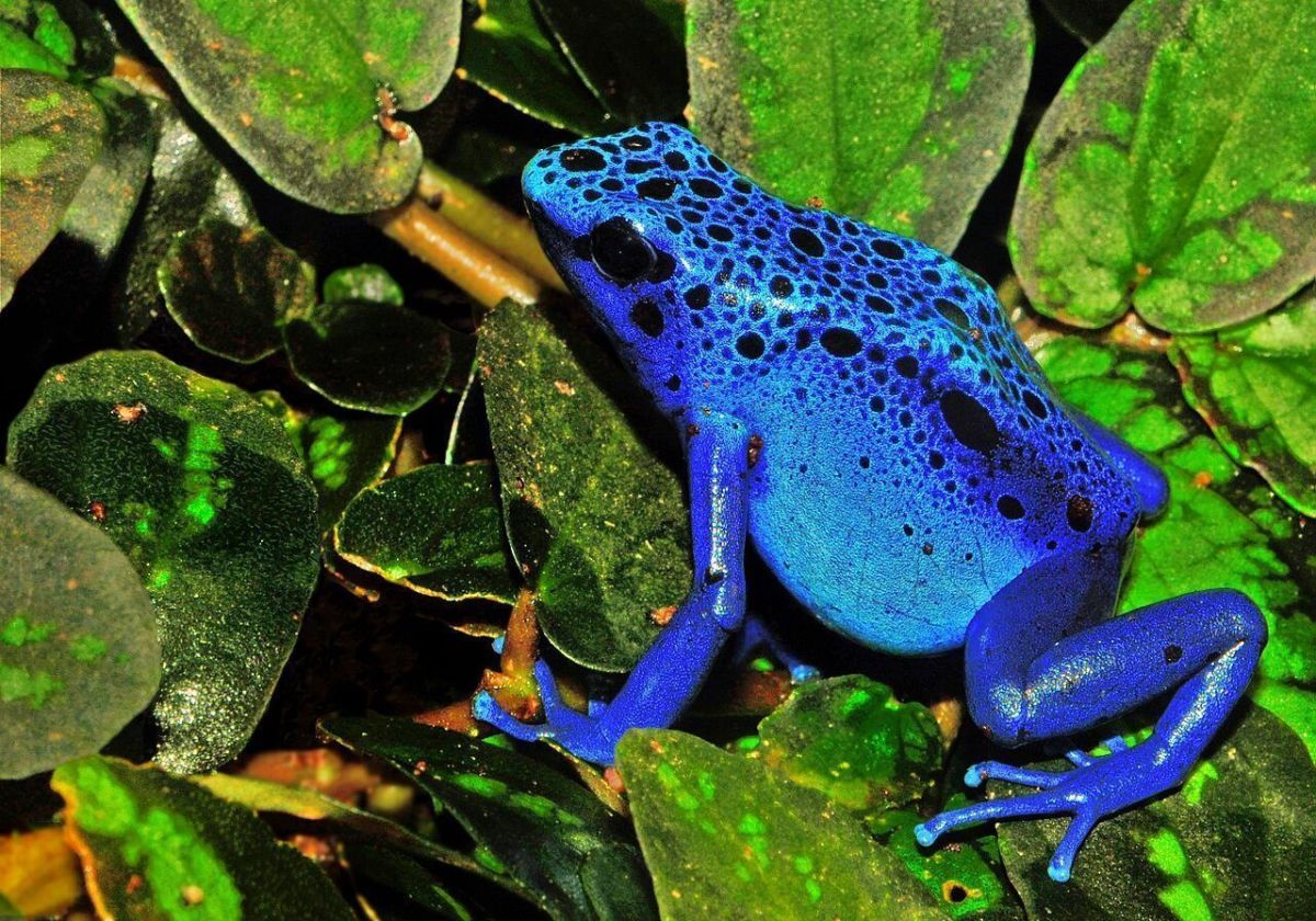 Envenenamento na Rússia: rã que tem toxina letal é da América do Sul