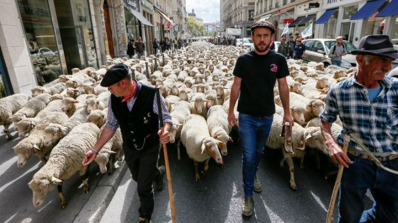 França autoriza abate de cerca de 200 lobos para proteger rebanhos