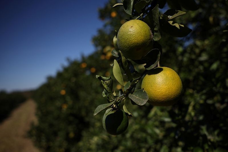 Fundecitrus corta estimativa da safra de laranja em SP e MG