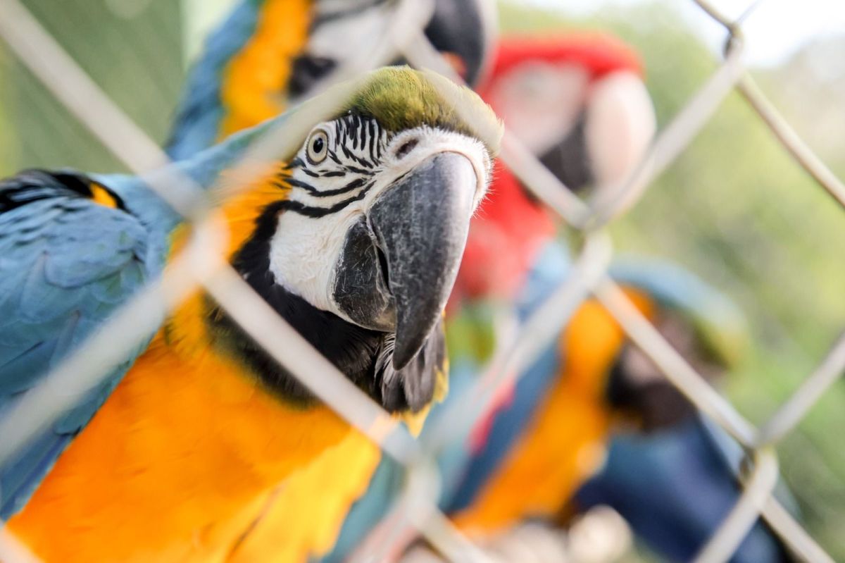 Grupo de venda de animais silvestres na internet é alvo de ação da PF em SP