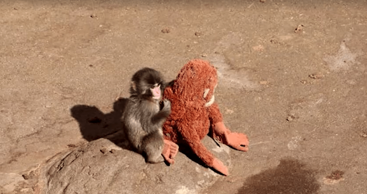Macaco “adota” pelúcia após morte da mãe e rejeição em zoológico no Japão