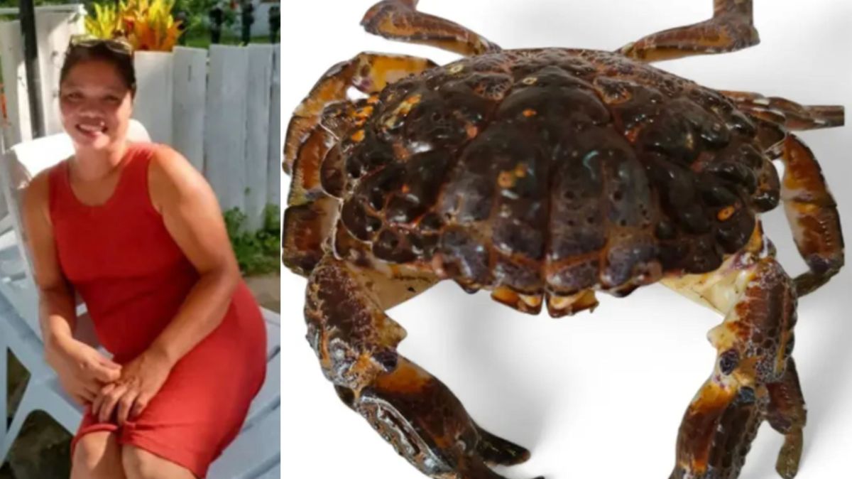 Por que comer o “caranguejo do diabo” pode ser fatal? Entenda