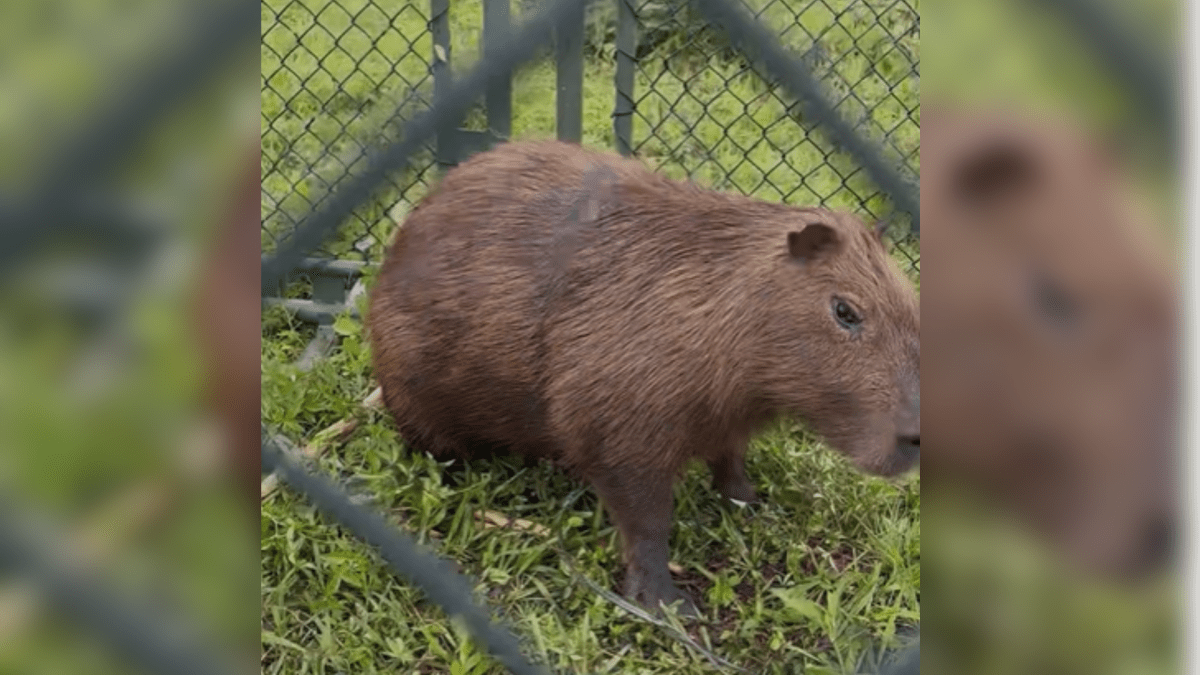Vídeo: Com plástico no corpo, capivara é resgatada perto do Rio Pinheiros