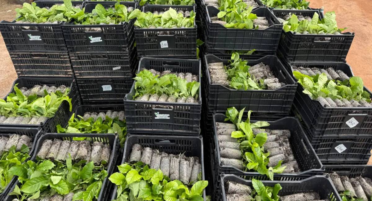 Café no Vale do Guaporé: programa Plante Mais eleva produtividade e qualidade