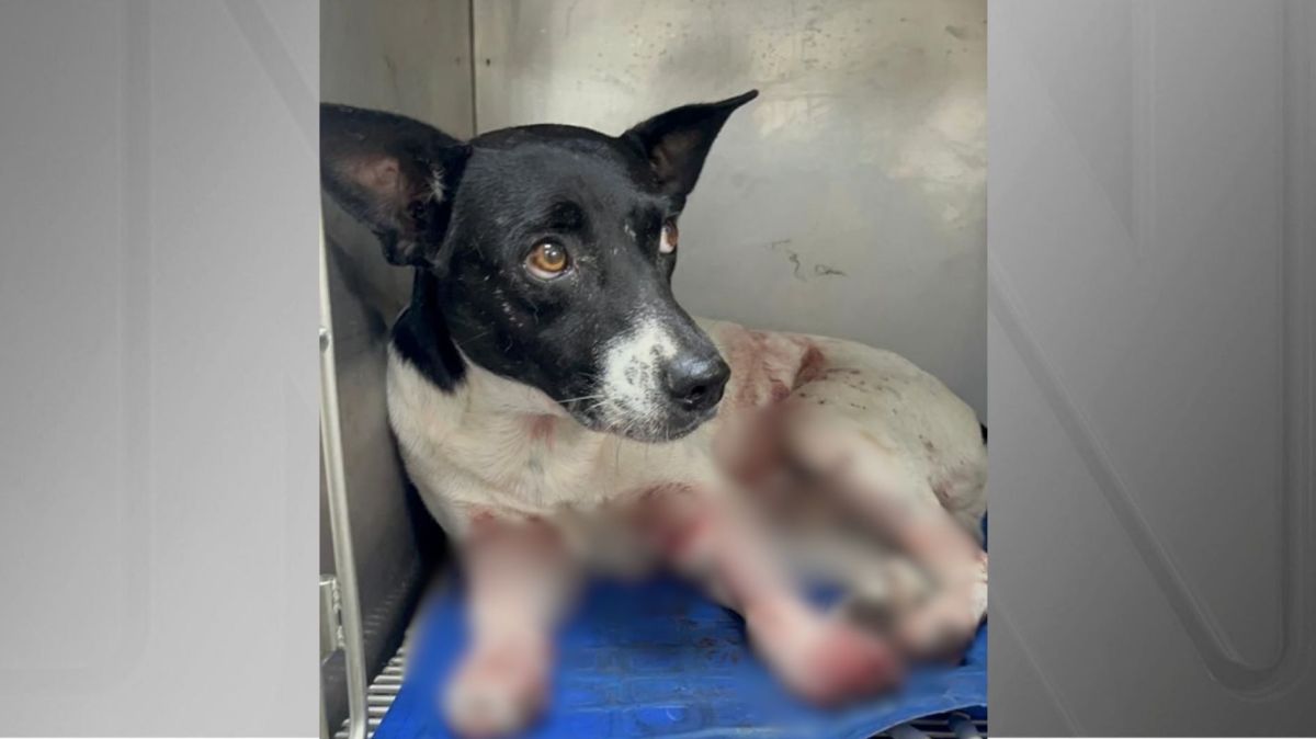 Cão é baleado no RJ; estado registra recorde de denúncia de maus-tratos