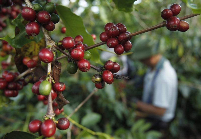 IBGE eleva projeção da safra de café do Brasil em 3,9%