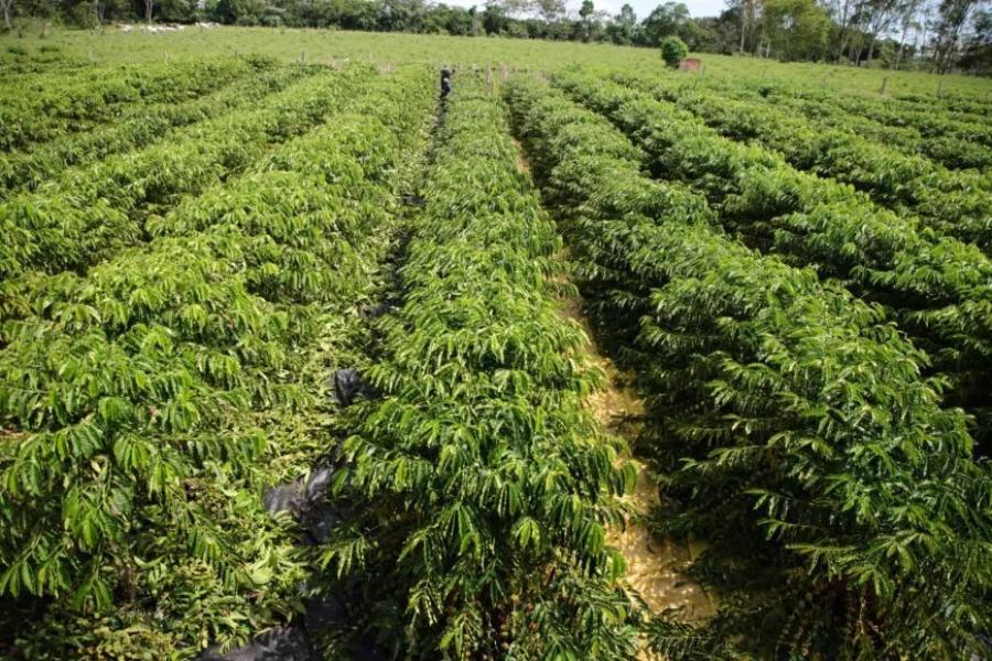 Investimento na agricultura: deputado Alan Queiroz entrega carreta basculante aos produtores de Chupinguaia