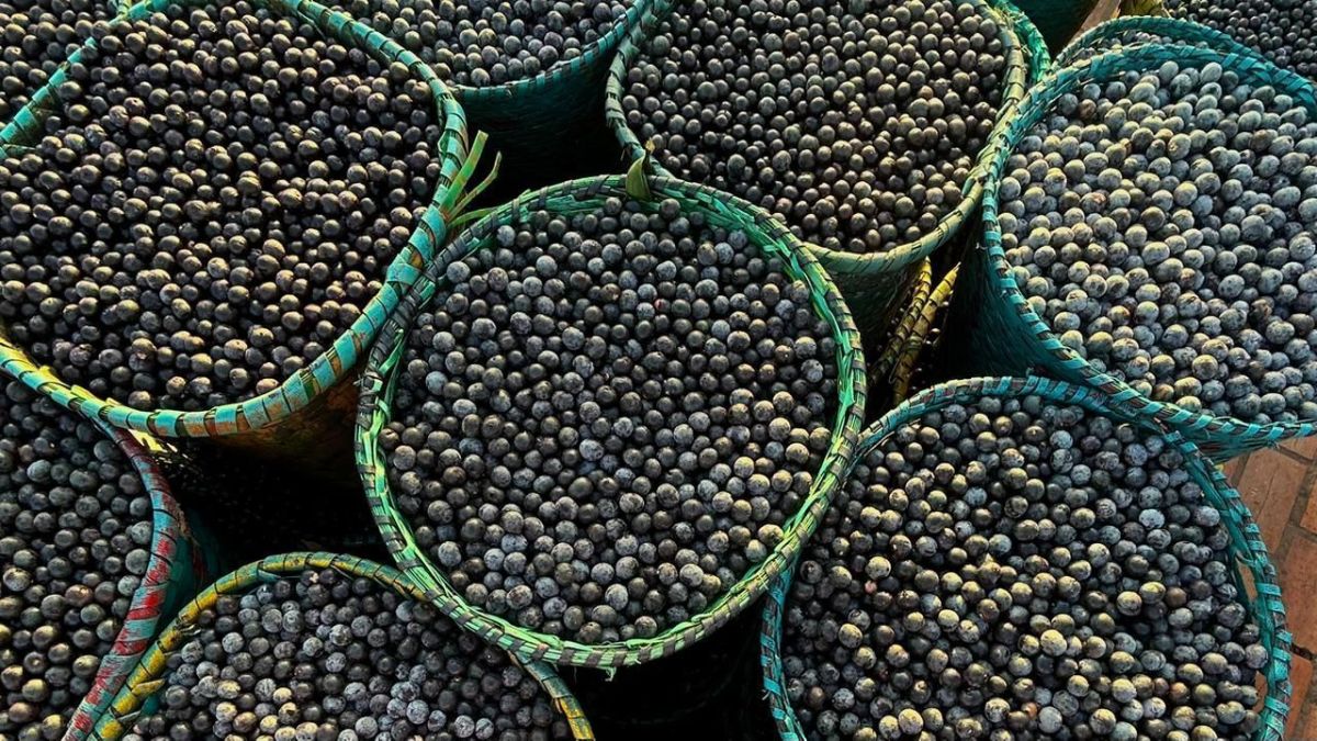 Pará terá programa para impulsionar produção de açaí