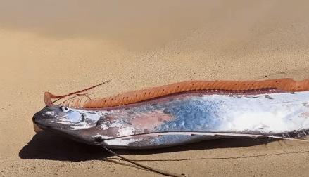 “Peixe do fim do mundo” aparece na areia de praia no México; vídeo