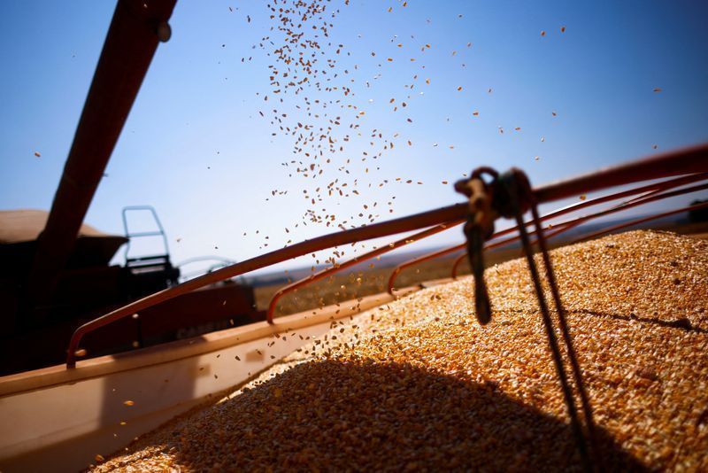 Preços do milho sobem influenciados por alta do petróleo