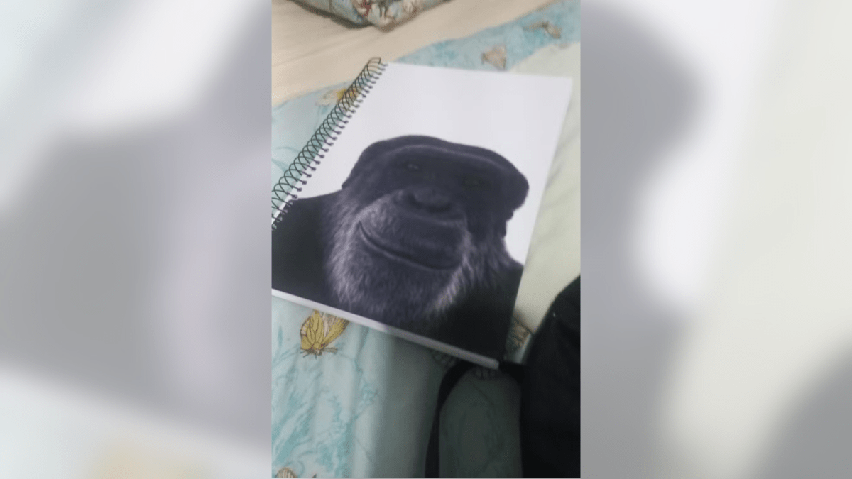 Professor é demitido após associar aluno negro a chimpanzé em Maceió (AL)