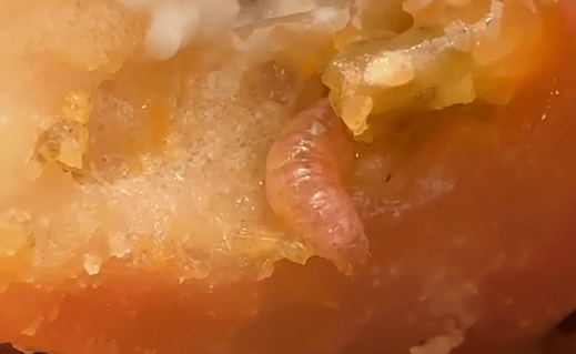 Turista encontra larva em lanche do McDonald’s em SP; vídeo viraliza