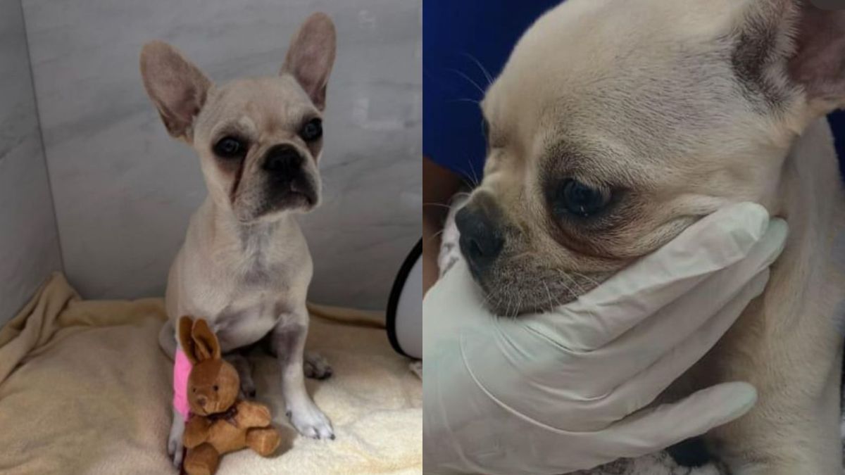 Buldogue francês é internada após ingerir mais de 55 pedras de crack em SC