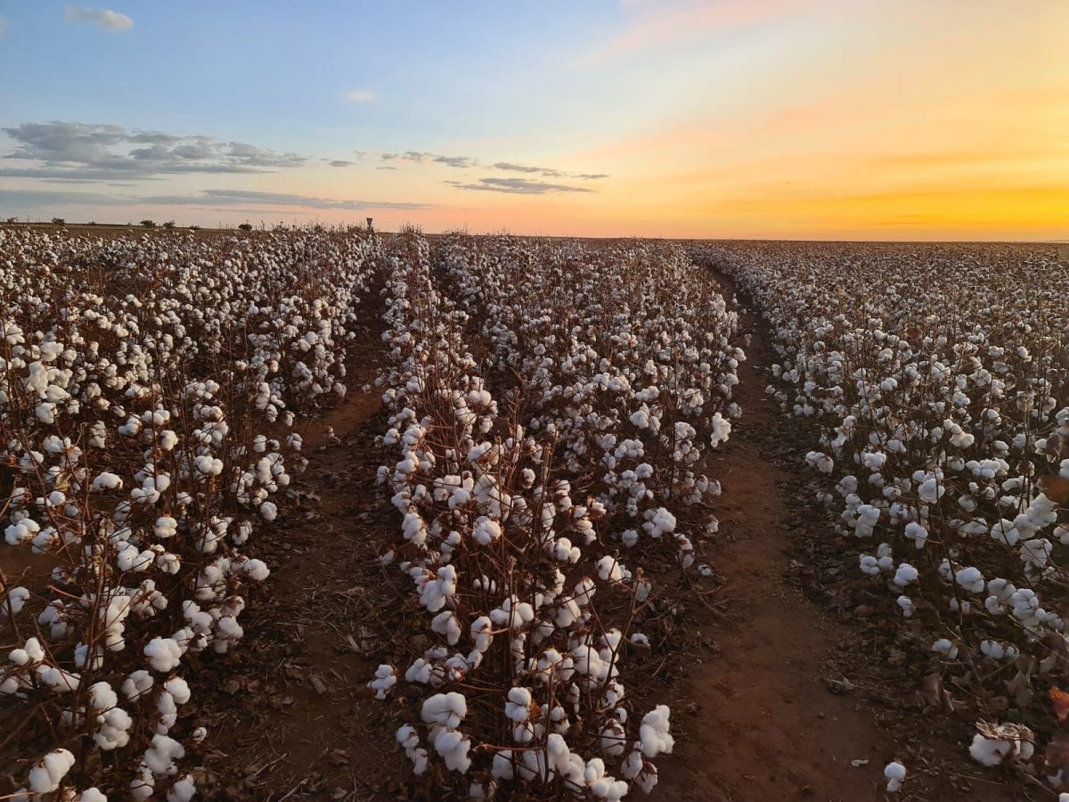 CNA aciona STF contra uso de dados de desmatamento em crédito rural