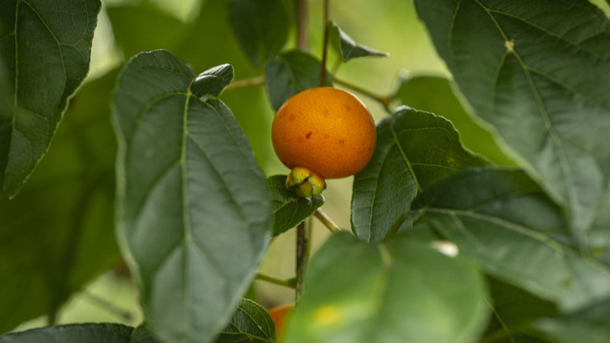 Conheça a guabiroba, a potência nativa que é aliada da saúde metabólica