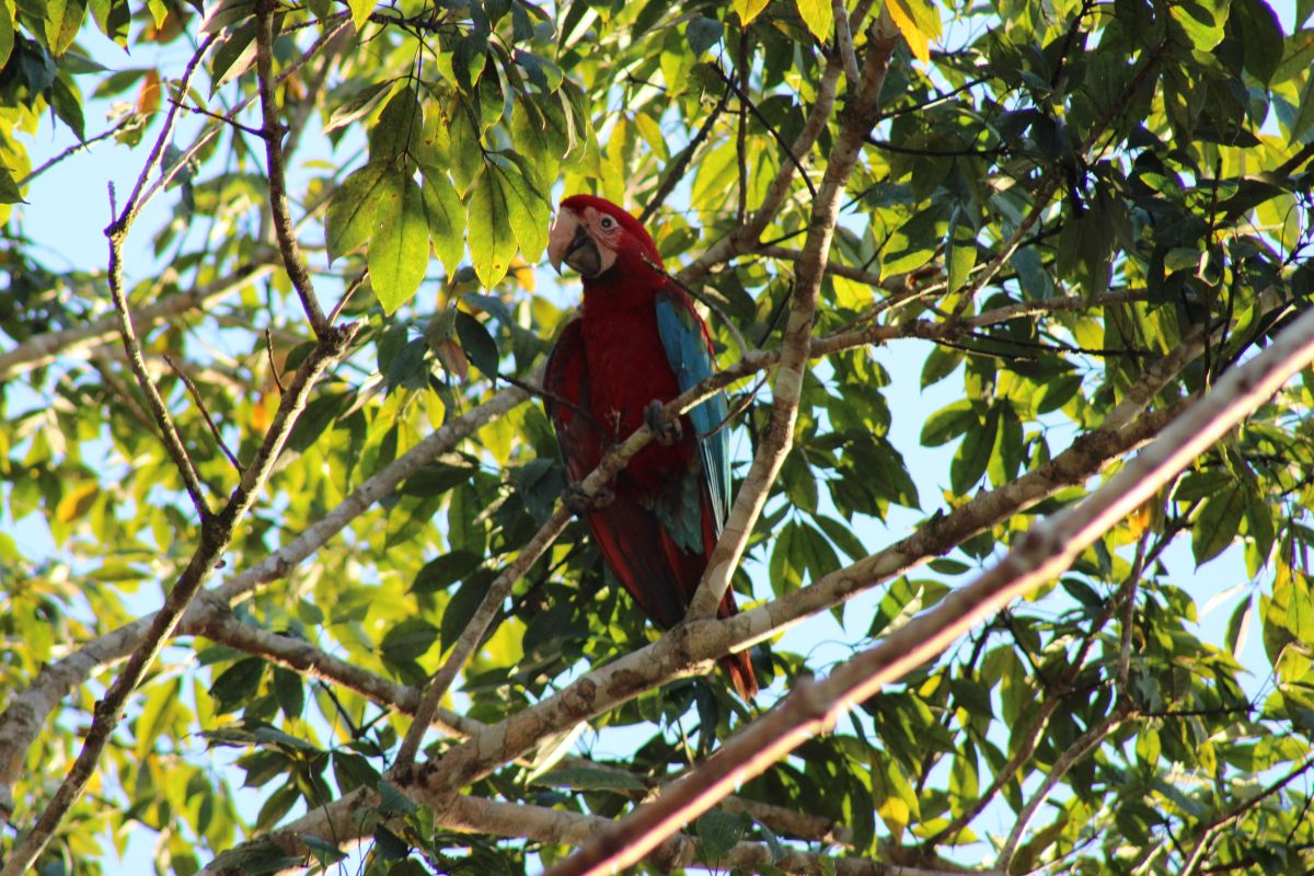 Ibama registra primeiros filhotes de Arara-vermelha-grande após extinção