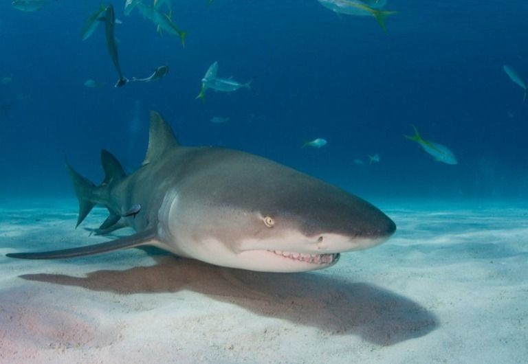 Lista de espécies marinhas ameaçadas no Brasil é atualizada