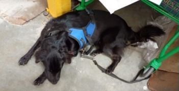 Polícia indicia mulher por abandono de cão em supermercado em SC