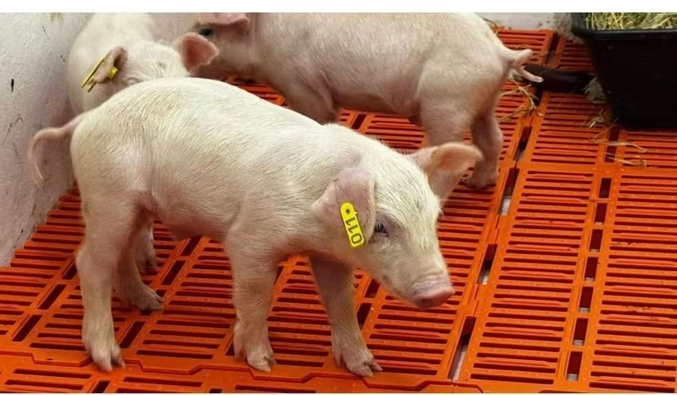 Primeiro clone suíno da América Latina nasce em São Paulo