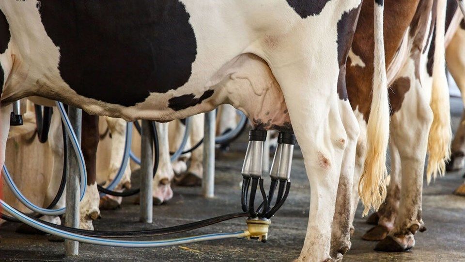 Projeto que restringe compra de leite importado avança no Congresso