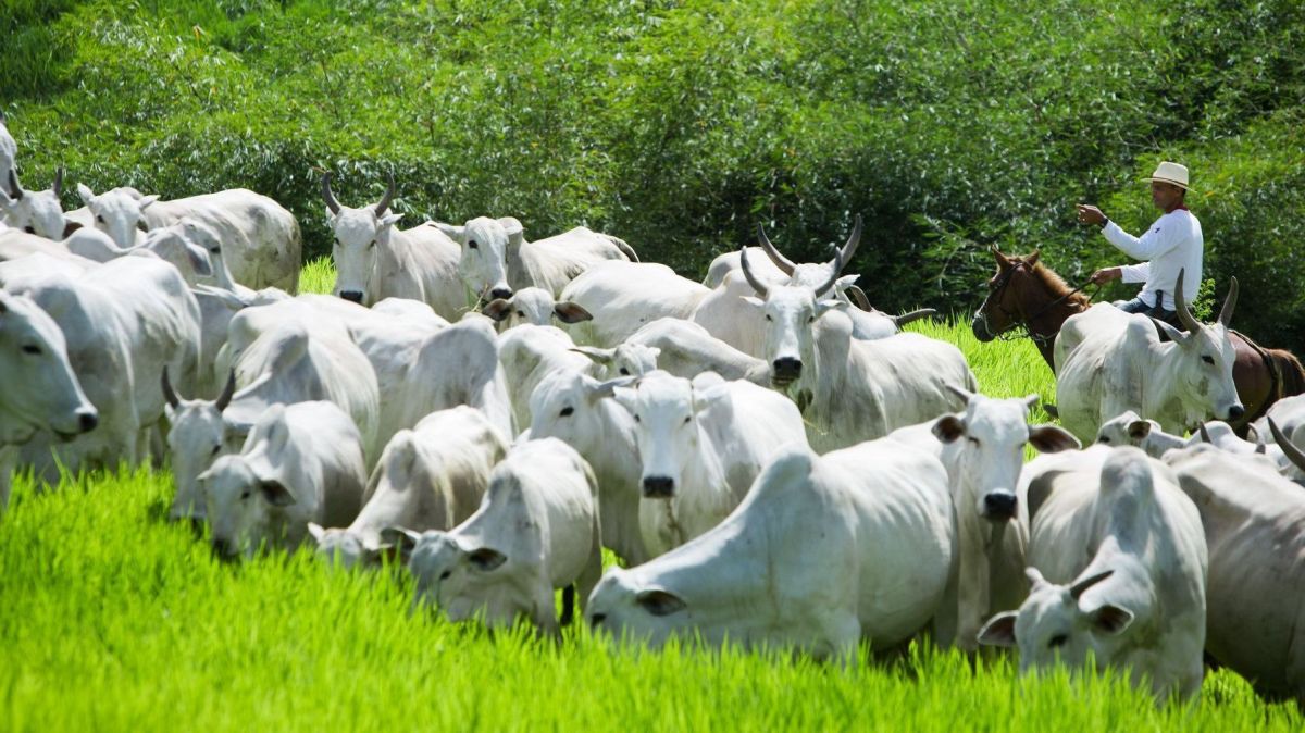 Após viagem à China, governo tenta flexibilizar cota de carnes