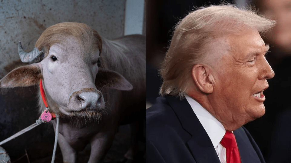 “Búfalo Trump” escapa de sacrifício em Bangladesh e vai para zoológico