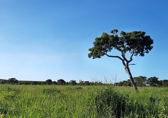 Chamada destina R$ 50 milhões à agricultura familiar no Cerrado